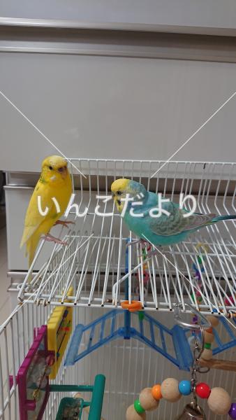 迷い鳥の写真