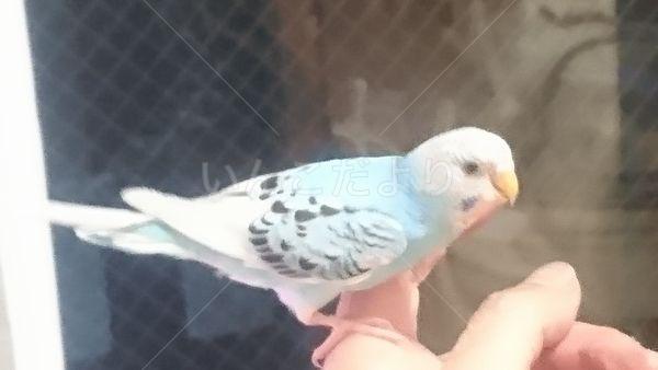 保護鳥の写真