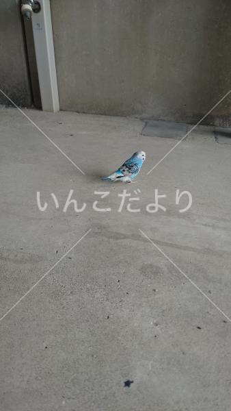 保護鳥の写真
