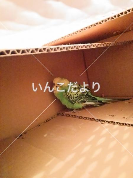 保護鳥の写真