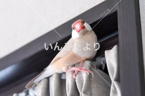 迷い鳥の写真