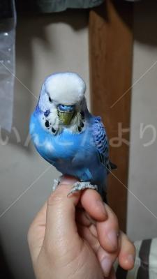 保護鳥の写真