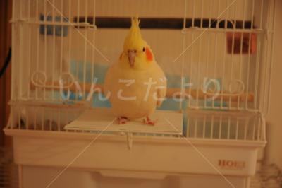 迷い鳥の写真