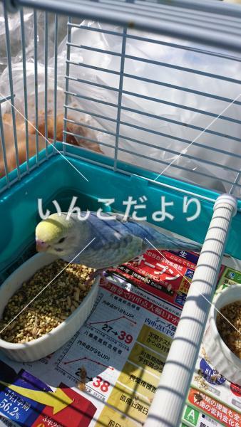 迷い鳥の写真