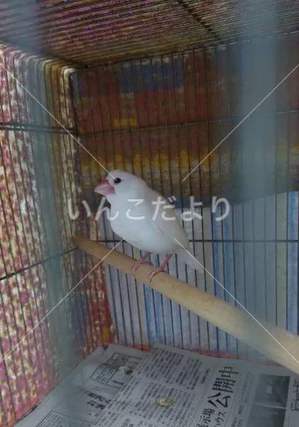 保護鳥の写真
