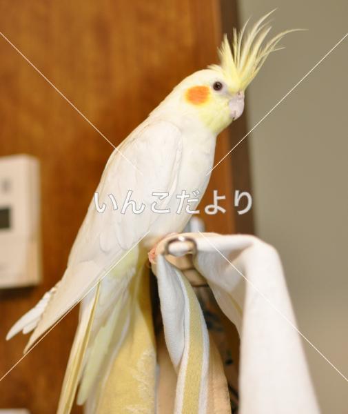 迷い鳥の写真