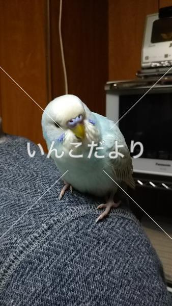 保護鳥の写真