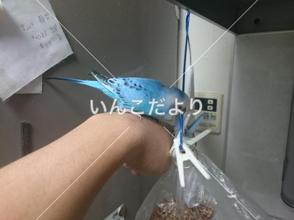 迷い鳥の写真