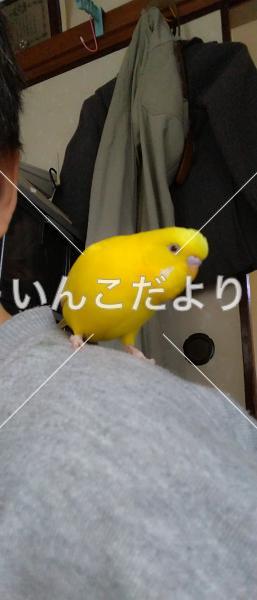 迷い鳥の写真