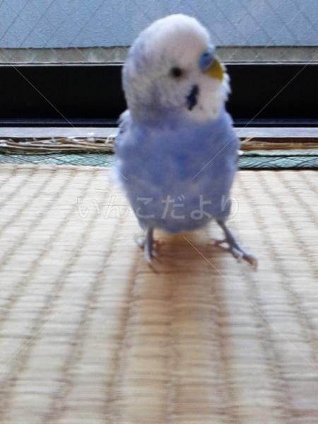 迷い鳥の写真