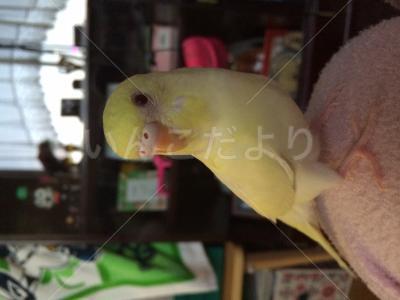 迷い鳥の写真