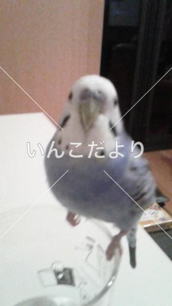 迷い鳥の写真