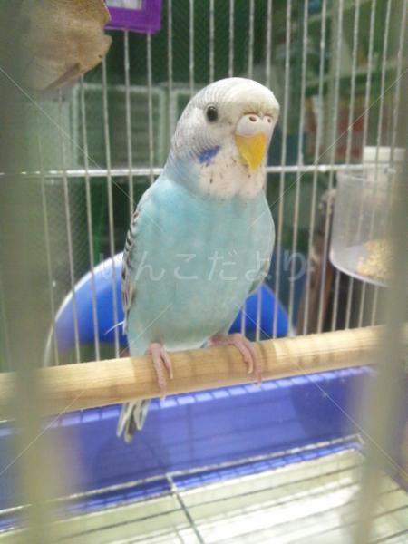 保護鳥の写真