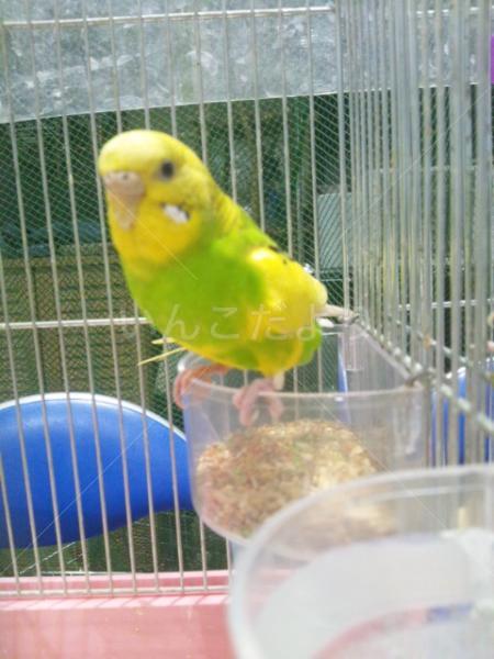 保護鳥の写真