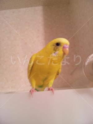 迷い鳥の写真