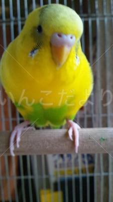 迷い鳥の写真