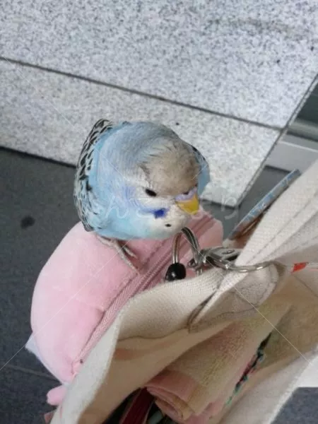 保護鳥の写真