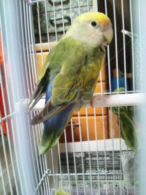 保護鳥の写真