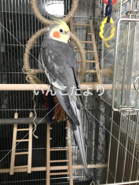 保護鳥の写真