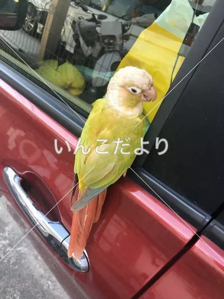 保護鳥の写真