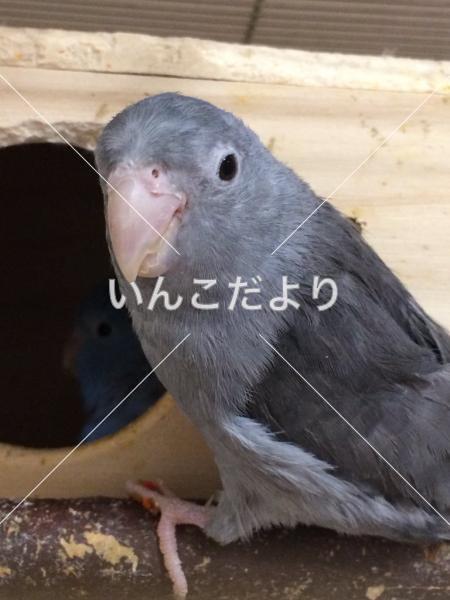 迷い鳥の写真