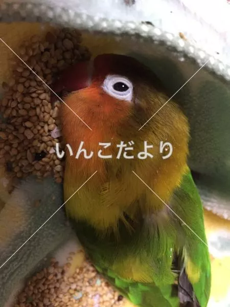 保護鳥の写真