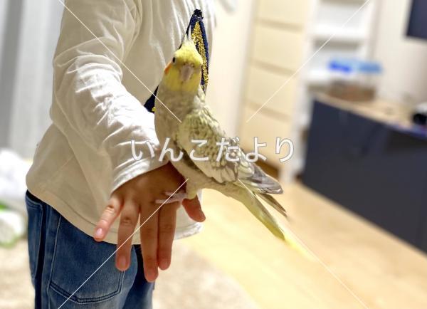 迷い鳥の写真