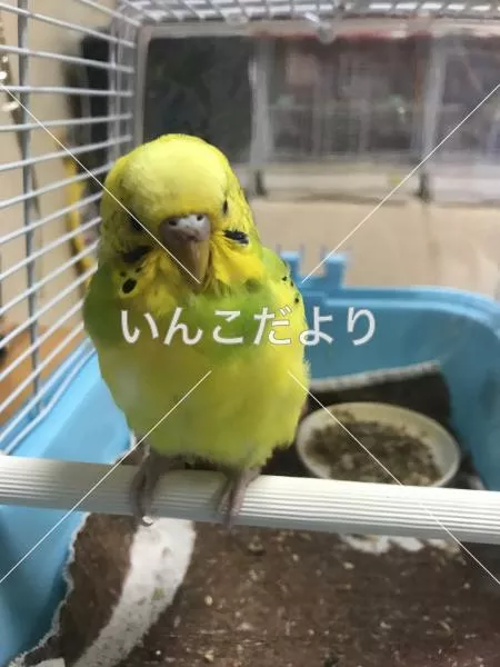 保護鳥の写真