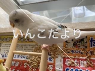 迷い鳥の写真