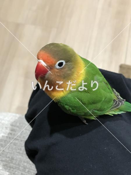 迷い鳥の写真