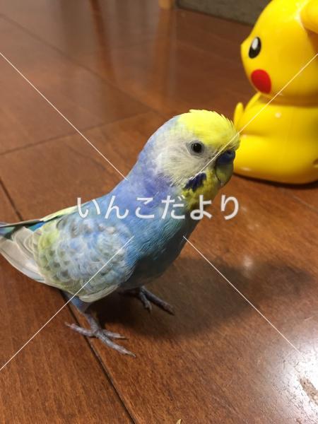 迷い鳥の写真