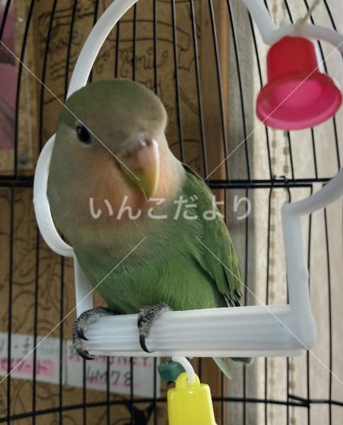 迷い鳥の写真