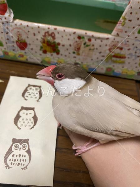 迷い鳥の写真
