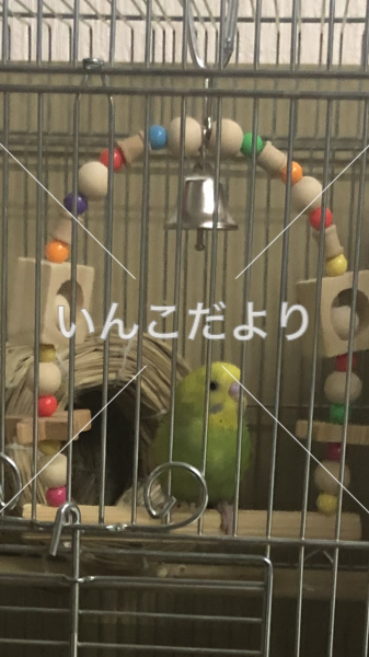 迷い鳥の写真