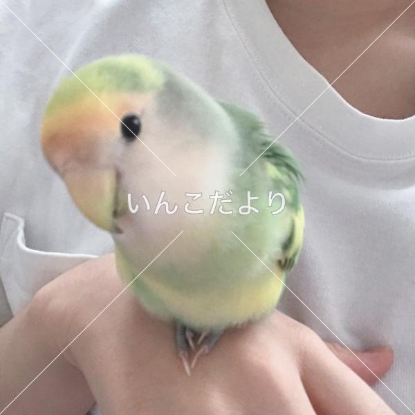 迷い鳥の写真