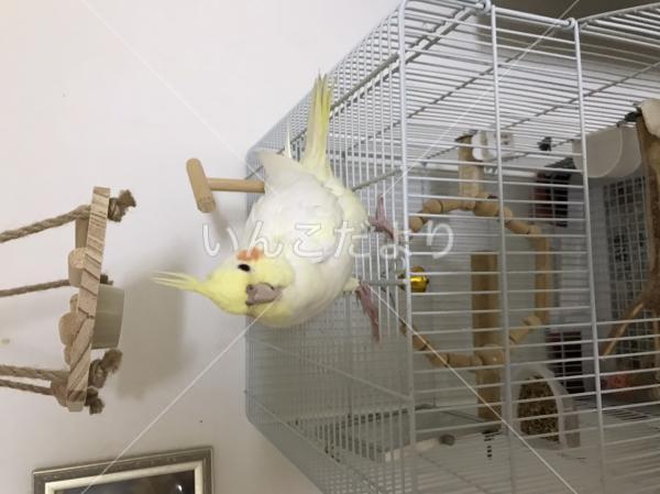 迷い鳥の写真