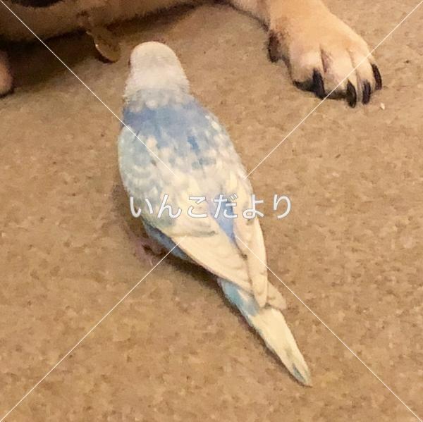 迷い鳥の写真