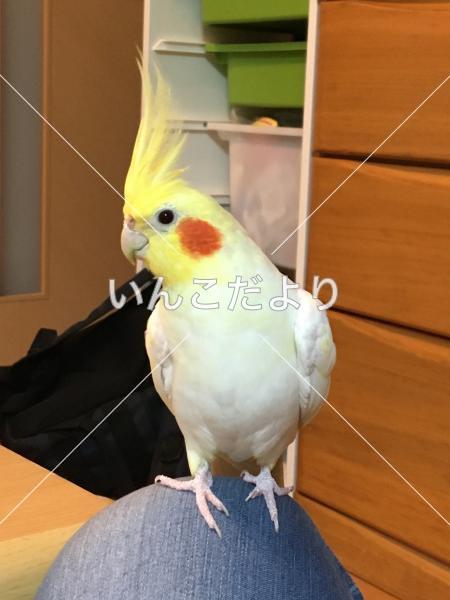 迷い鳥の写真