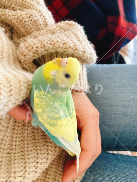 迷い鳥の写真