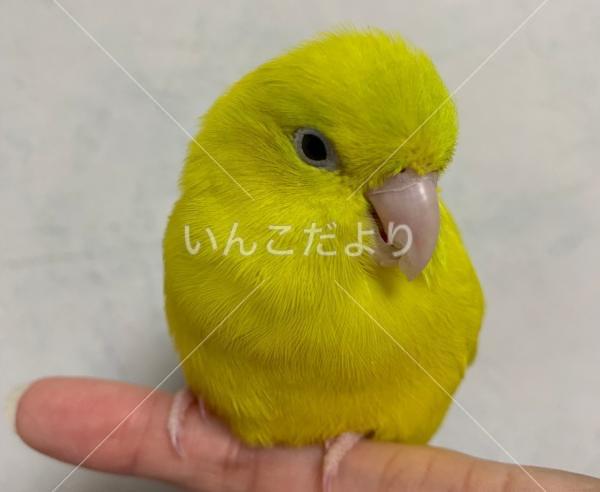 迷い鳥の写真