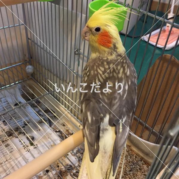 迷い鳥の写真