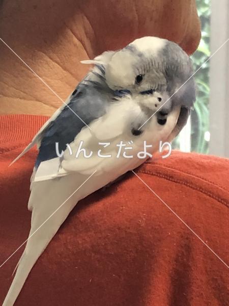 迷い鳥の写真