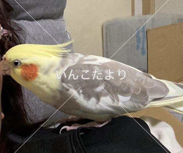 迷い鳥の写真