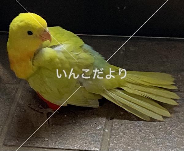 迷い鳥の写真