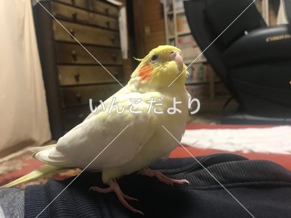 迷い鳥の写真