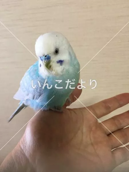 保護鳥の写真