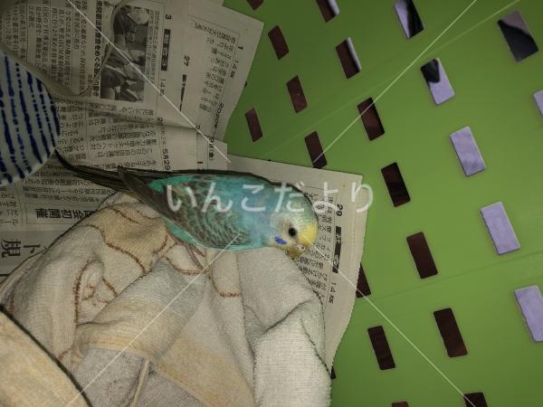 保護鳥の写真