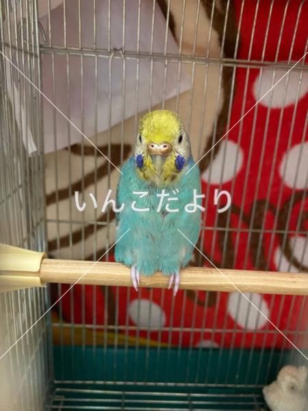 保護鳥の写真