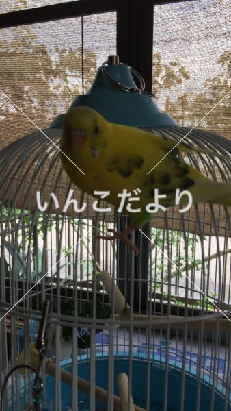 迷い鳥の写真