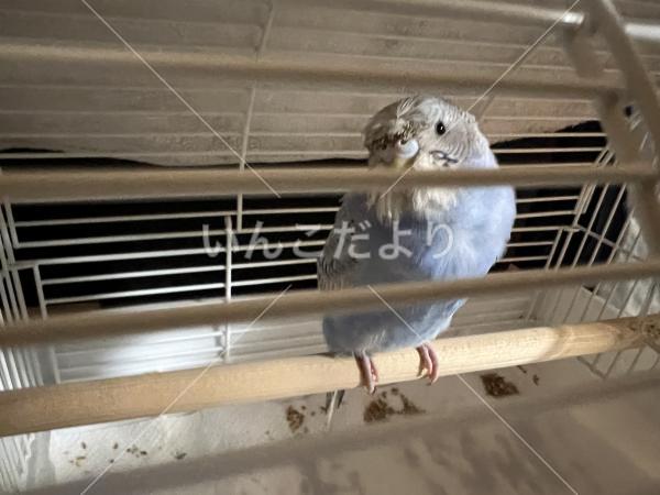 保護鳥の写真